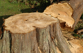 Tree Stump