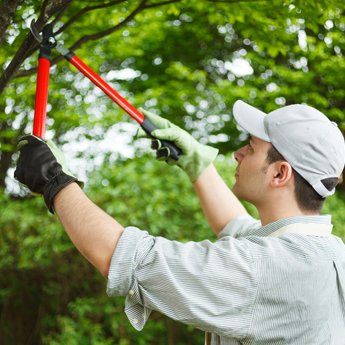 Man Trimming a Tree