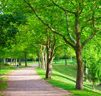 Trees at the Park
